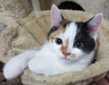 スコティッシュフォールド【宮城県・女の子・2015年7月29日・キャリコ・バンホワイト】の写真「とっても美人な子が生まれました」