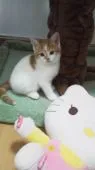 スコティッシュフォールド【宮城県・男の子・2015年2月3日・レッドタビー&ホワイト(立ち耳)】の写真1