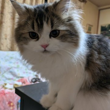 スコティッシュフォールドとペルシャ【宮城県・女の子・2024年7月17日・ブラウンタビーホワイㇳ】の写真「とてもて甘えん坊さんです。鳴き声が小さく可愛いです」