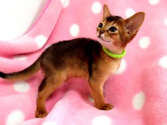 ID：1405-00238の子猫