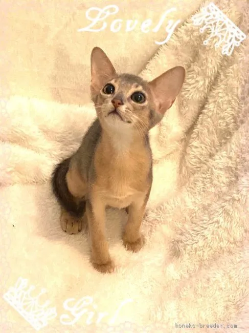 かよかよ 様のお迎えした子猫