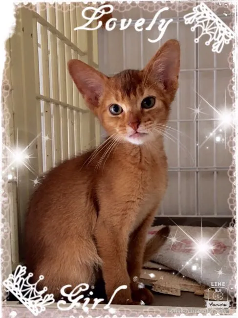 ネオくん 様のお迎えした子猫