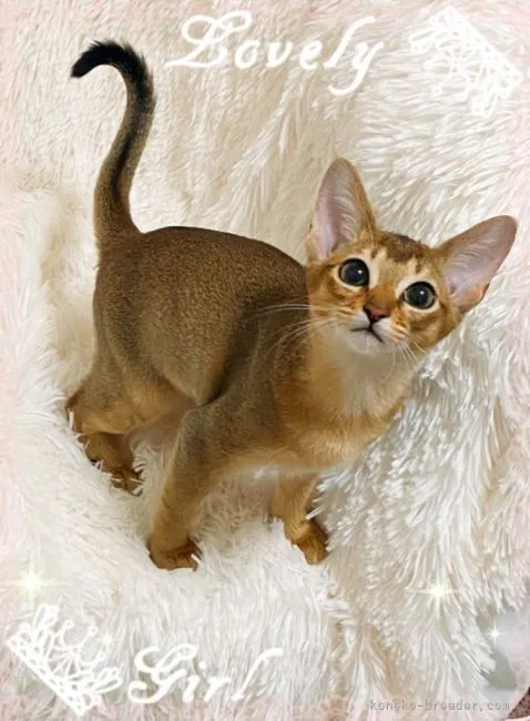 ID：2106-00952の子猫