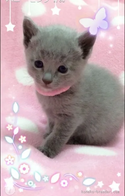 ID：1512-00157の子猫