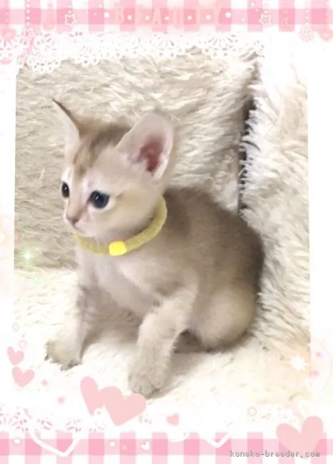 さよよ 様のお迎えした子猫