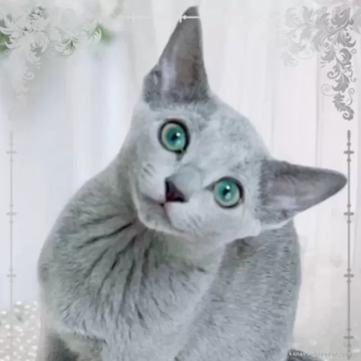 ID：2405-02862の子猫