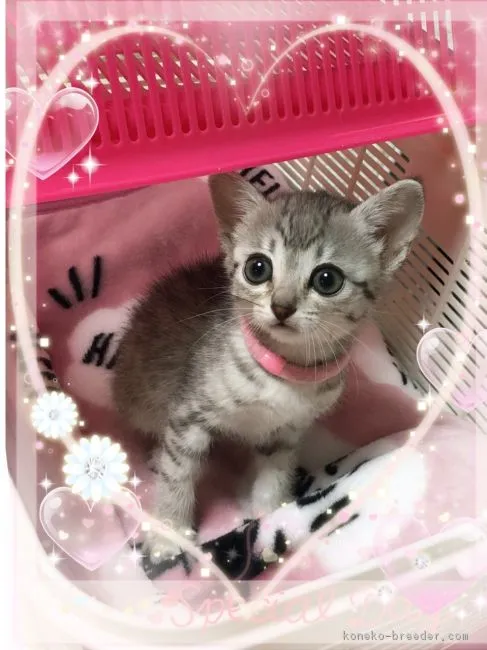ID:1901-00741の子猫