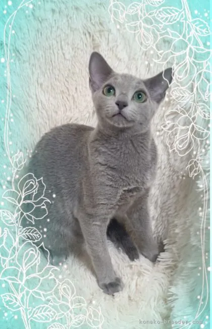 ID:2206-00880の子猫