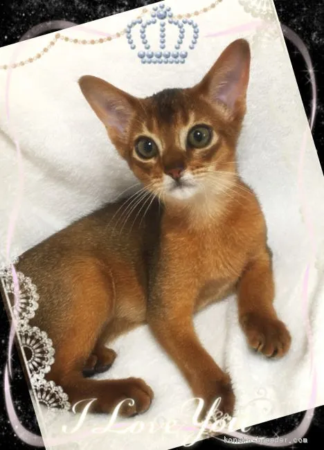ようこ 様のお迎えした子猫