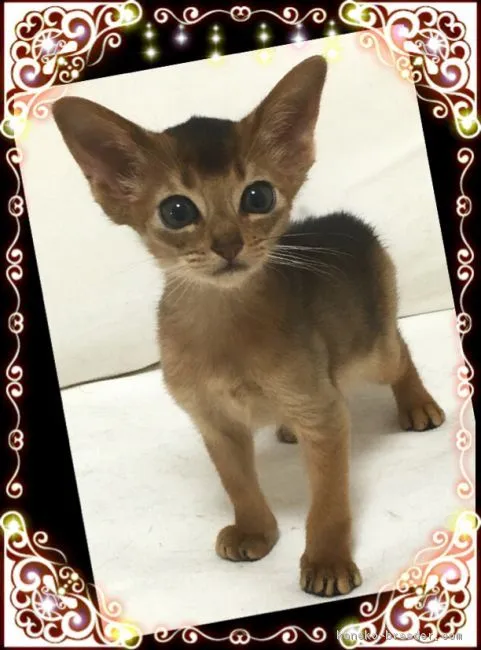 S 様のお迎えした子猫
