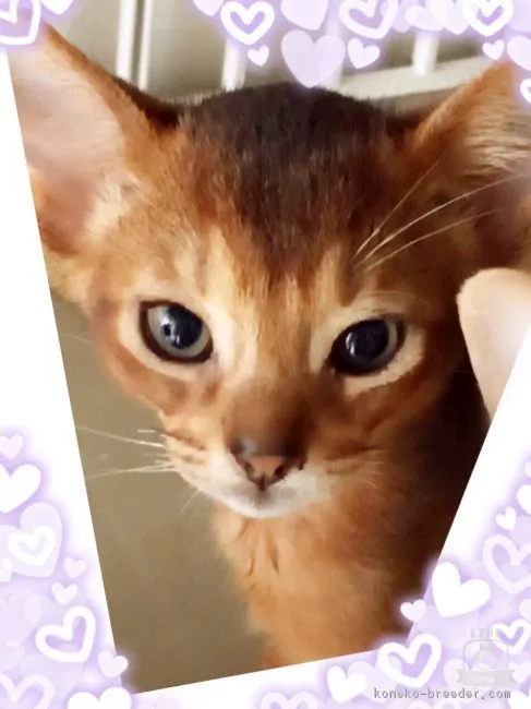 まーつん 様のお迎えした子猫