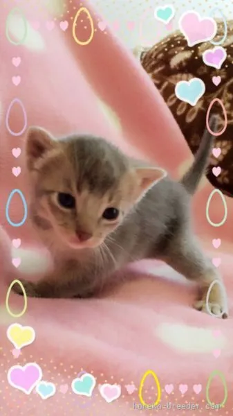 ID：1510-00262の子猫