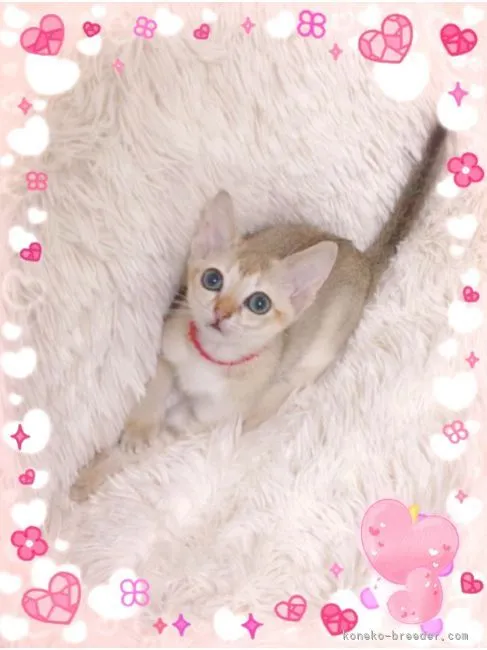 猫ちゃん大好き 様のお迎えした子猫