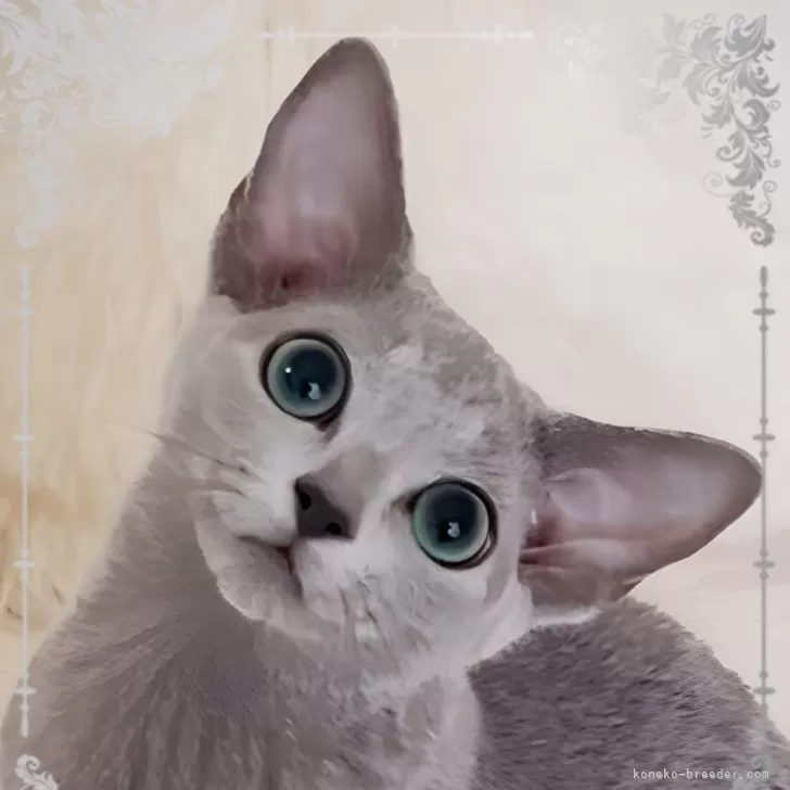ID:2410-01507の子猫