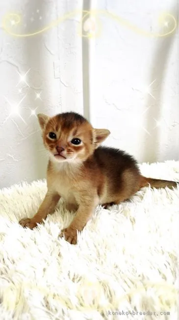 ID:1606-00504の子猫