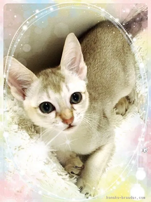 シン 様のお迎えした子猫