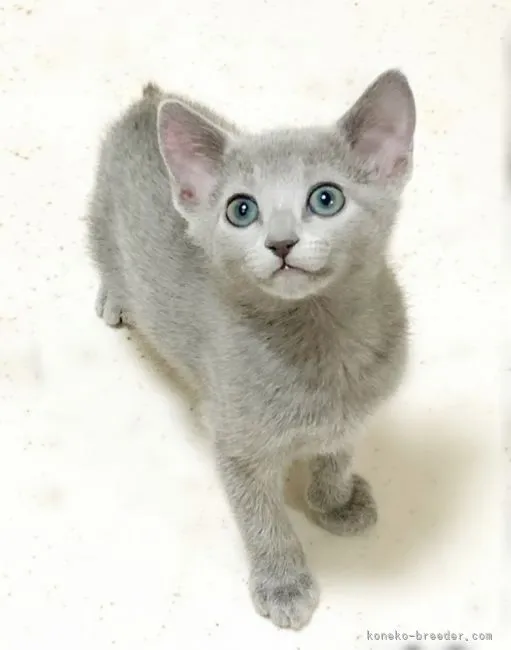 ID:2106-01884の子猫