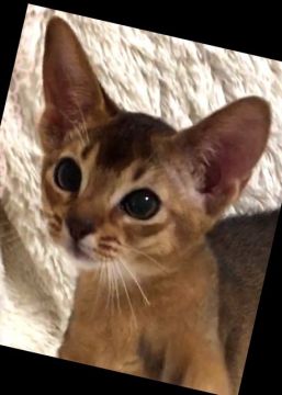 アビシニアン【埼玉県・女の子・2017年3月25日・ルディ】の写真「安心サイズのアビシニアンの女の子」