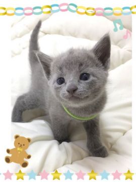 ロシアンブルー【埼玉県・男の子・2017年7月17日・ブルー】の写真「ふわふわモコモコの可愛い男の子」