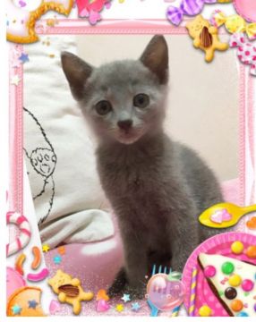 ロシアンブルー【埼玉県・男の子・2017年7月10日・ブルー】の写真「少しタレ目の可愛い男の子」