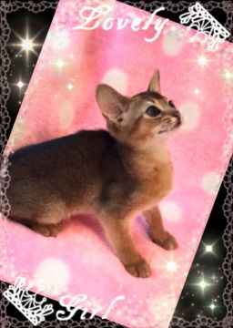 アビシニアン【埼玉県・女の子・2017年3月25日・ルディ】の写真「懐こいピンクちゃん」