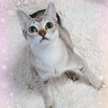 シンガプーラ【埼玉県・女の子・2022年11月30日・セピアアグーティ】の写真「両親CFAチャンピオン」