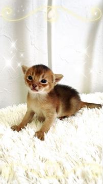 アビシニアン【埼玉県・男の子・2016年5月24日・ルディ】の写真「パパCFAチャンピオン＆TICAチャンピオン」