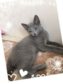ロシアンブルー【埼玉県・女の子・2017年2月20日・ブルー】の写真「甘えん坊のピンクちゃん」