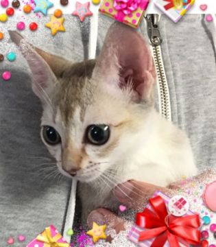 シンガプーラ【埼玉県・女の子・2017年7月11日・セピアアグーティー】の写真「とても綺麗な子です」