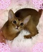 アビシニアン【埼玉県・女の子・2021年12月10日・ルディ】の写真1「抱っこすると、喉をゴロゴロ鳴らします。」