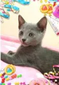 ロシアンブルー【埼玉県・男の子・2017年7月10日・ブルー】の写真1「甘えん坊なみどりちゃん」