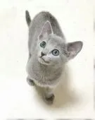 ロシアンブルー【埼玉県・男の子・2021年2月6日・ブルー】の写真3