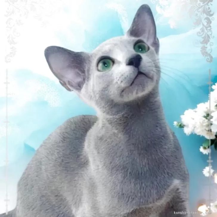 ID：2505-03672の子猫