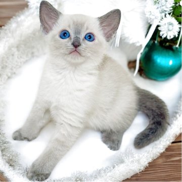 ロシアンブルー【埼玉県・男の子・2025年9月24日・ブルーポイント】の写真「幼名 雪麿くん」