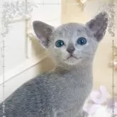 ロシアンブルー【埼玉県・女の子・2025年1月31日・ブルー】の写真1