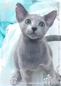 ロシアンブルー【埼玉県・男の子・2025年1月31日・ブルー】の写真3