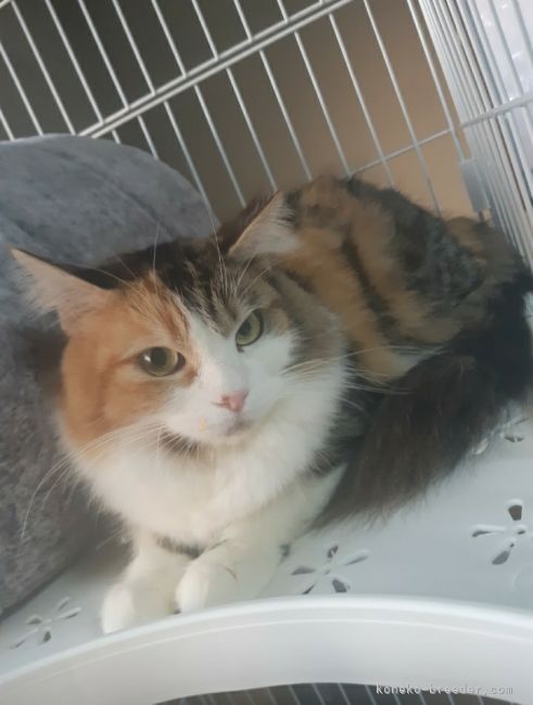 サイベリアン【・女の子・2019年6月7日・キャリコ(三毛)】