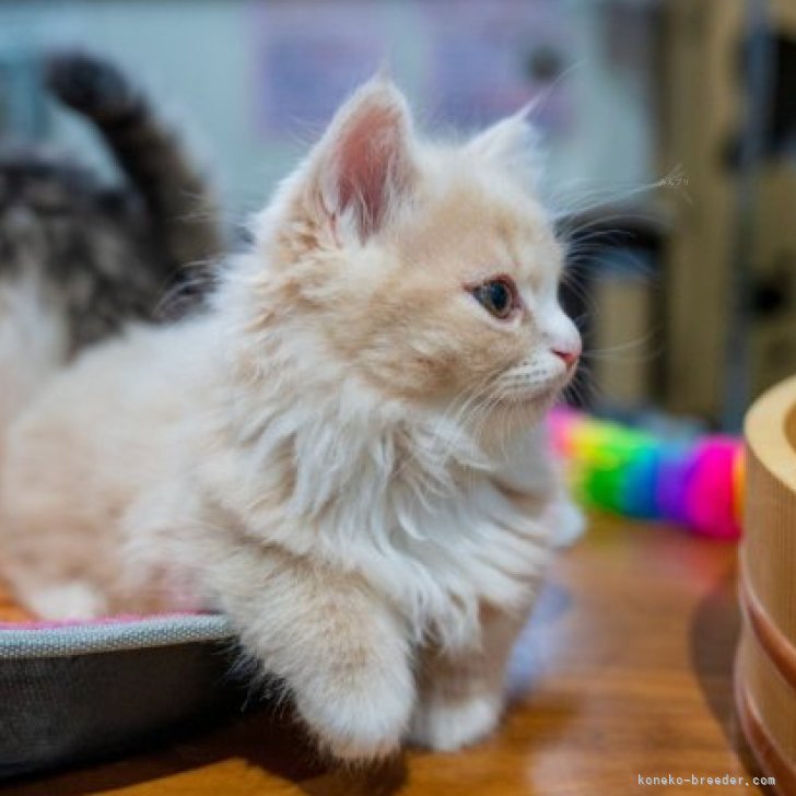 ちょこ 様のお迎えした子猫