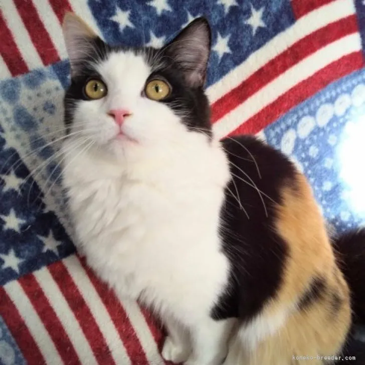 ID：2212-02569の子猫