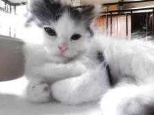 サイベリアン【兵庫県・男の子・2025年5月7日・ブラック&ホワイト】の写真12