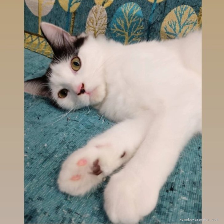 ブリーダー画像