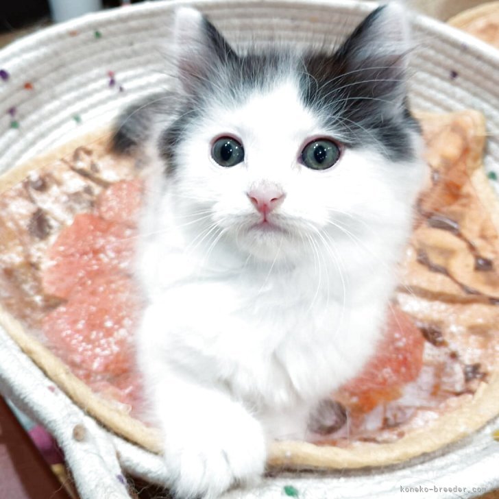 ブリーダー画像