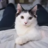 サイベリアン【兵庫県・男の子・2025年5月7日・ブラック&ホワイト】の写真2