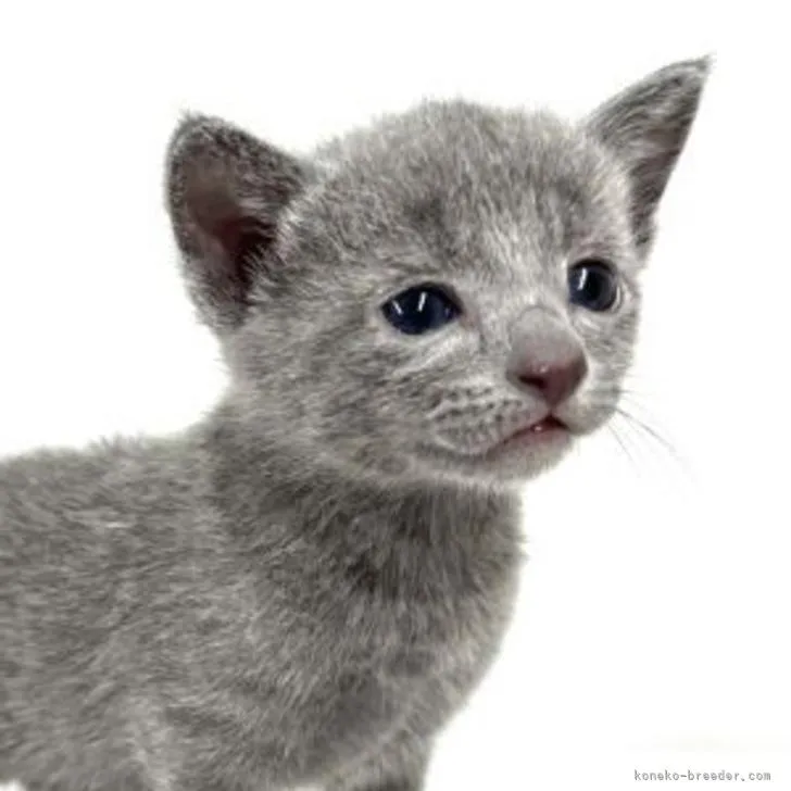 ID:2207-02342の子猫