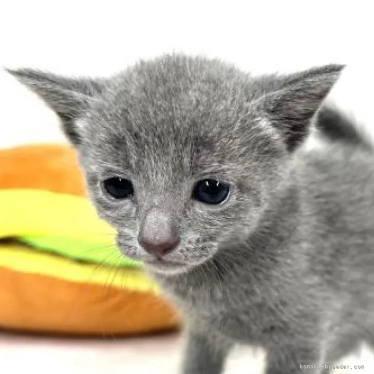 ID：2207-02343の子猫