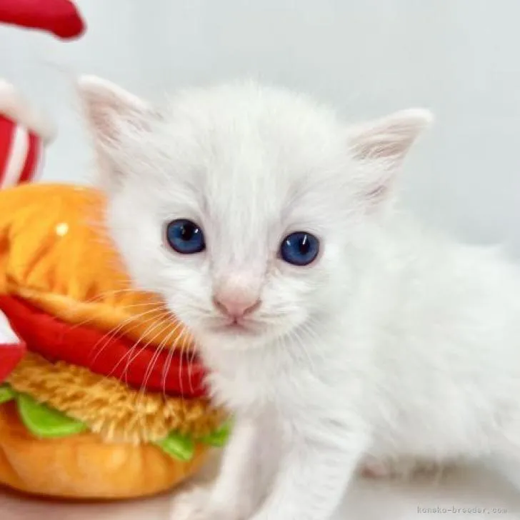 ID：2211-00850の子猫