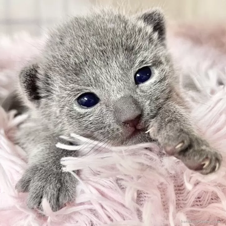 ID:2312-02274の子猫