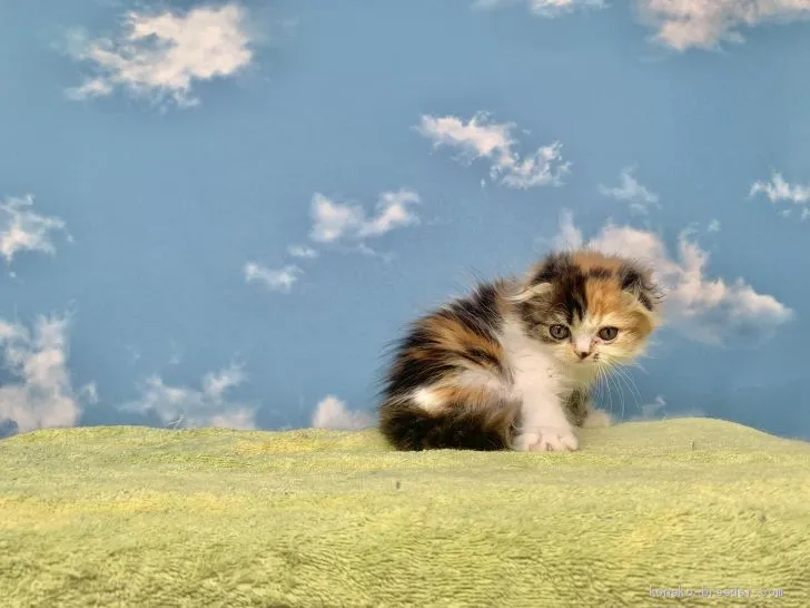 ID：2012-01483の子猫