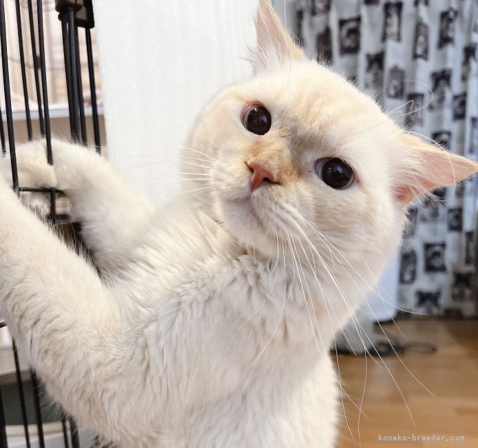 マンチカン【・男の子・2021年7月10日・レッドリンクスポイント】