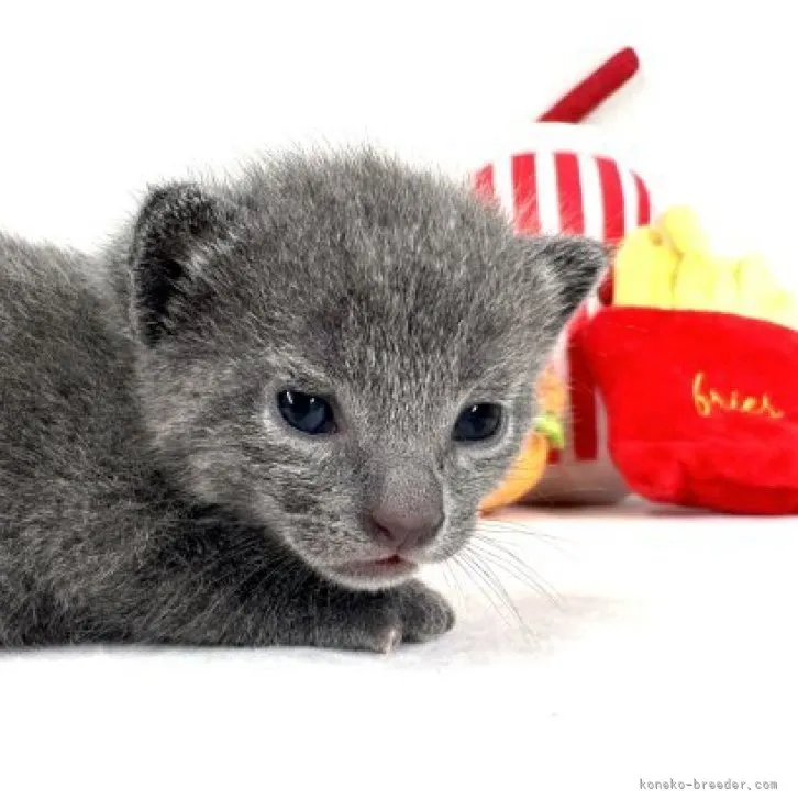 K.M 様のお迎えした子猫